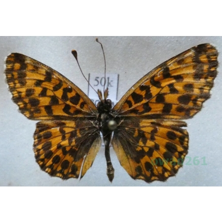 Boloria dia (Linnaeus, 1767) Dostojka dia Czech50k